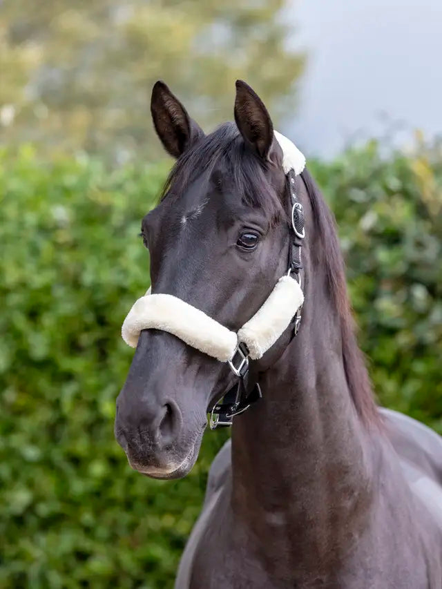 Indlæs billede i Gallery Viewer, LM(F) CORE Comfort Headcollar Natural
