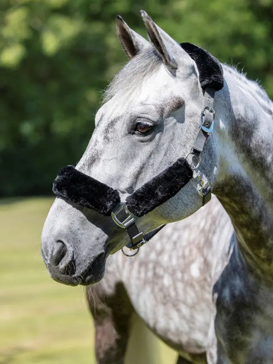 LM(F) CORE Comfort Headcollar Grey