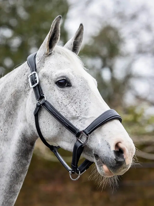 LM(F) CORE Stitched Leather Headcollar Black