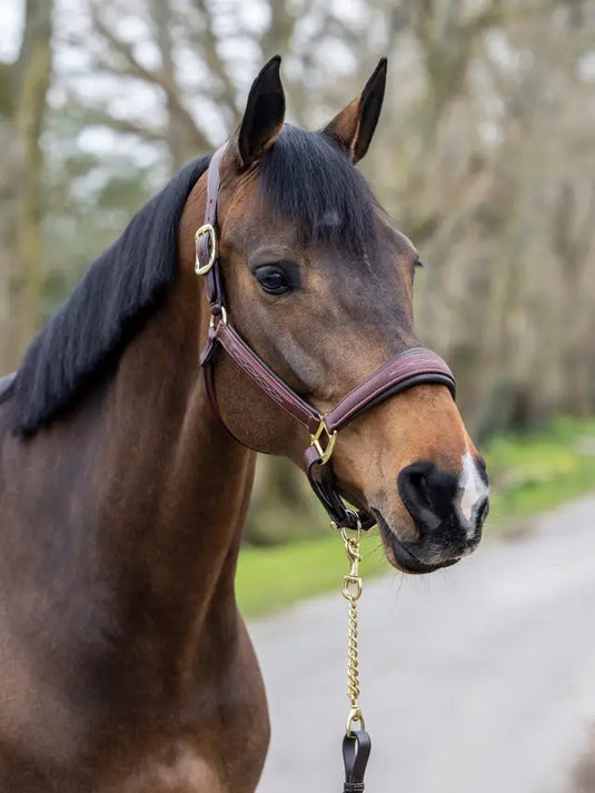 LM(F) CORE Stitched Leather Headcollar Brown