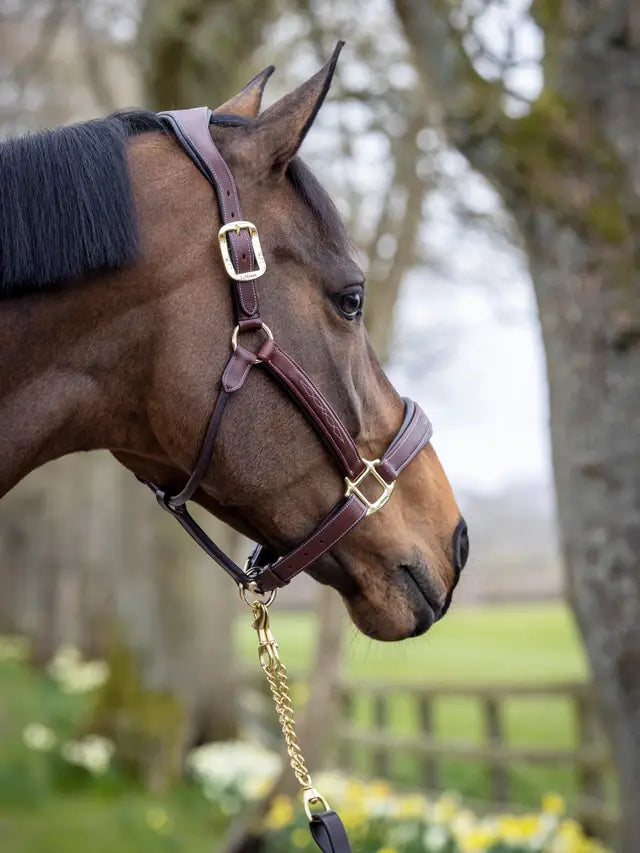 Indlæs billede i Gallery Viewer, LM(F) CORE Stitched Leather Headcollar Brown
