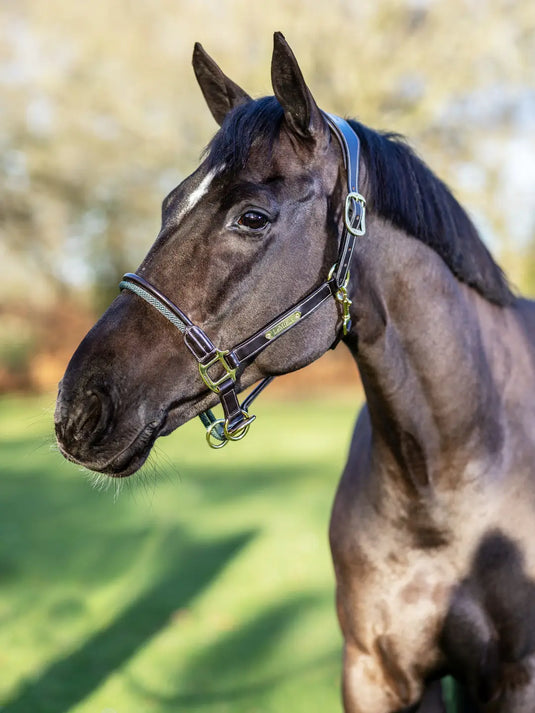 LM(F) CORE Rope Control Headcollar Brown